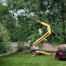 Reliable Olmos Park, TX Tree Services Solutions